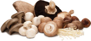 weightloss mushrooms